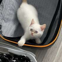 Британский котенок. Мальчик, в г.Гифхорн