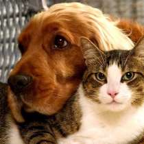 Pet sitting, присмотр за домашним питомцем, в г.Бангкок