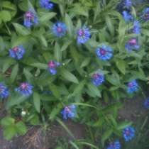 Многолетние васильки, в Москве