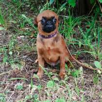 Малый брабансон 5 мес. мальчик, в Москве