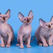 Жемчужина - Эльф, Двэльф, бамбино, сфинкс, в Магнитогорске