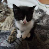 Котята, в г.Барановичи