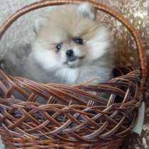 Девочка шпица, в Симферополе