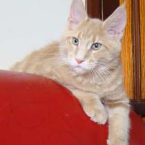 Котята мейн кун в продаже мэйн кун, в Томилино