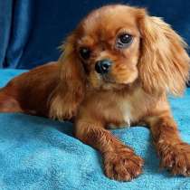 Кавалер Кинг Чарльз спаниель, в г.Мюнхен