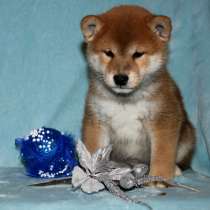 Шикарный мальчик Сиба-ину, в г.Барселона