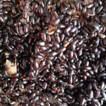 Жук знахарь (чернотелка), в Симферополе