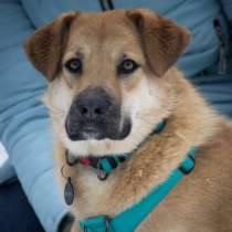 Чудесная Барабулька ищет дом и любящую семью!, в Москве