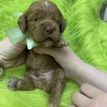 Щенки мальтипу, в г.Могилёв