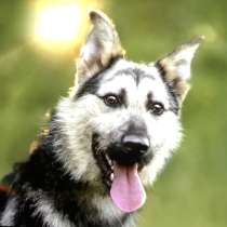 Шелдону очень нужен любимый дом!, в Москве