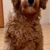 Пудель. Red, в г.Ahrensfelde