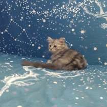 Шотландские котята, в Темрюке