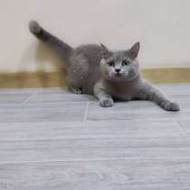 Шотландский прямоухий котик, в г.Запорожье