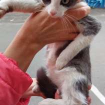 Котёнок в добрые руки, в Якутске
