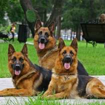 ПРОДАМ Щенков Немецкой овчарки, в Симферополе