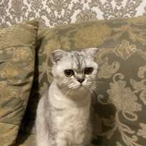 Шотландский вислоухий кошка, в г.Астана