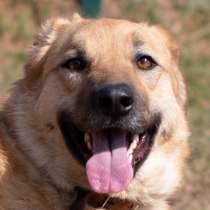 Панда. Обнимательная собака, в Москве