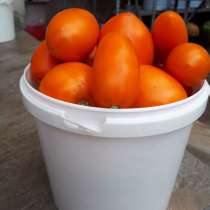 Домашние помидоры, огурцы, кинза, салат, в Санкт-Петербурге