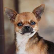 Мальчик чихуахуа, в г.Франкфурт-на-Майне