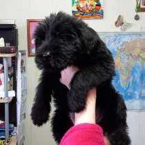 Ризеншнауцер щенки, в Симферополе