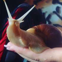 Ахатинки, в Армавире