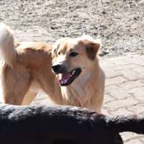 Баррик ищет семью, в Мытищи