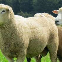 Племенные овцы Ромни-марш (Скот из Европы), в Красноярске