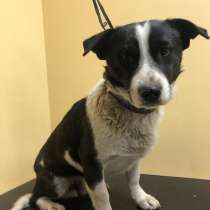 Маленький ласковый пёсик, в Санкт-Петербурге