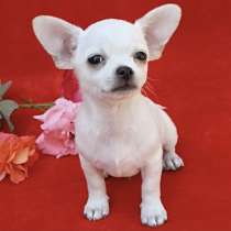 Чихуахуа, в г.Bremen