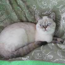 For sale scottish straijht, в г.Селидово