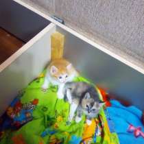 Котят, в Ангарске