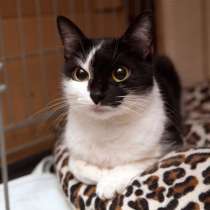 Кошечка Валери, в Москве