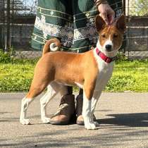 Basenji puppies ответственных и активных владельцев, в г.Галац
