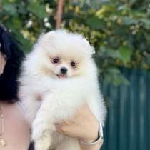 Померанский шпиц, в г.Heldburg