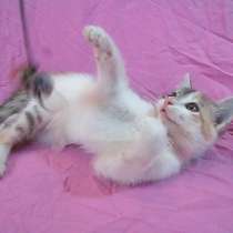 Порода - Европейская короткошерстная. Замурчательная девочка, в г.Усть-Каменогорск