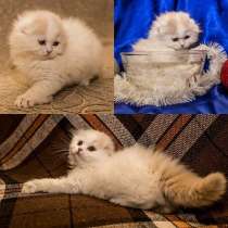 Клубные котята, в г.Макеевка