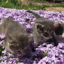 Отдадим котят в хорошие руки!, в г.Николаев