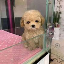 Здоровый щенок доступен для рождественского и новогоднего по, в Воронеже