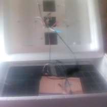 Инкубатор несушка, в Волгограде