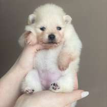 Щенки померанца, в г.Милан