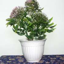 Растения интерьерные искусственные (цветы колючки) в Коврове, в Коврове