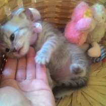 Котята от шотландской вислоухой кошки девочки, в Москве