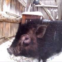 Поросята, в Кургане