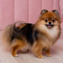 Девочка померанского шпица, в г.Savyon