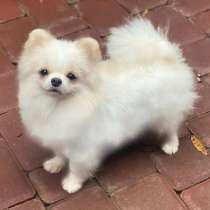 Померанский шпиц. Мини, в г.Берлин