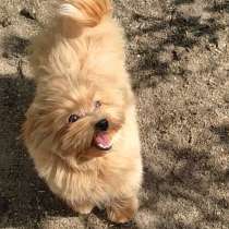 Мальтипу. F - 1. Стандарт, в г.Ensdorf