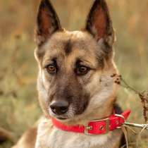 Дана - умная мини-овчарочка (16 кг) пристраивается СРОЧНО, в Москве