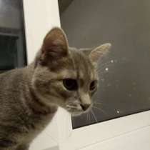 Котик, в Чебоксарах