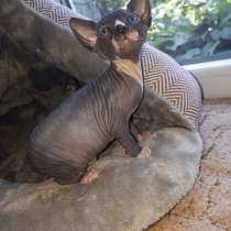 Чудо-чудное!!!, в Симферополе