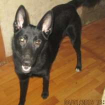 Отдам даром беспородная собака, в Хабаровске